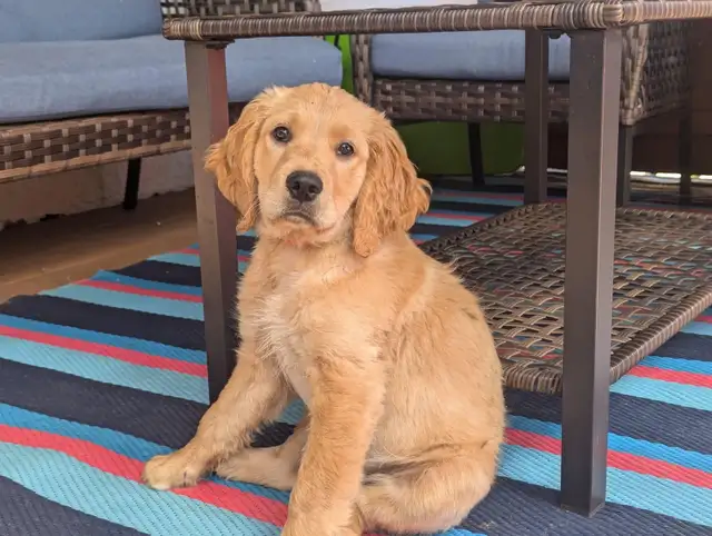 Spangold Retriever -Golden Retriever X English Springer Spaniel in Dogs & Puppies for Rehoming in Vernon - Image 9