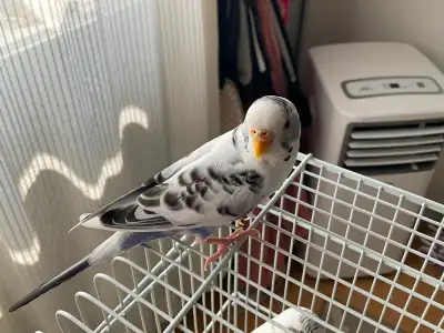 Sky blue Budgie Bird for sale!!!!, View more