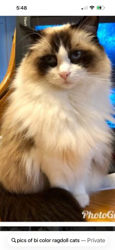 Older gal looking for a Ragdoll kitten , I have all the time and love to give a forever home