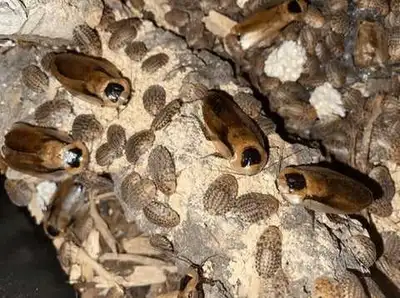 Discoid roach colony, View more