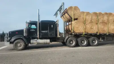 BARN STORED 1300 LB ROUNDS Alfalfa /Grass Mix Sold&Delivered by the Truck Load Call RUDY : 250 456 2...