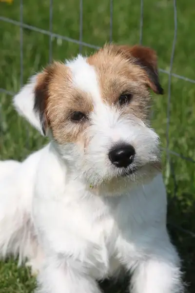 PUREBRED CKC REGISTERED JACK RUSSELL PUPPIES, View more