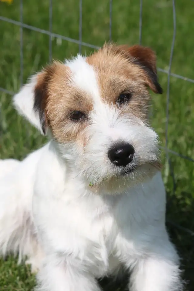 PUREBRED CKC REGISTERED JACK RUSSELL PUPPIES. CHAMPION BLOODLINE in Dogs & Puppies for Rehoming in Chatham-Kent - Image 5
