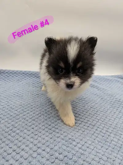 Pomeranian puppies, View more