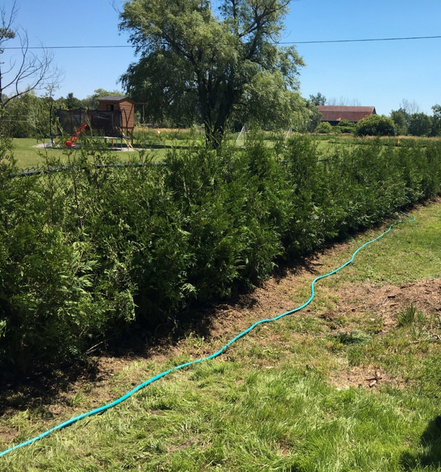 WELCOME SPRING WITH CEDAR TREES  in Plants, Fertilizer & Soil in Markham / York Region - Image 3