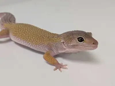 gecko léopard , View more