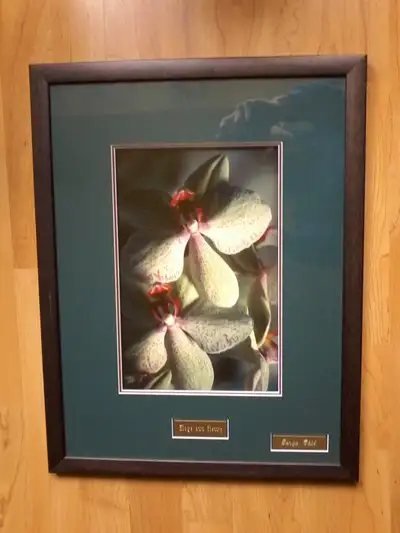 MAGNIFIQUE OEUVRE - ENCADREMENT VITRÉ MAGNIFIQUE PHOTOGRAPHIE 15 POUCES PAR 20 POUCES OEUVRE ARTISTI...