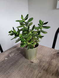 Jade plant 