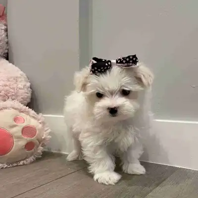 Adorable tiny female Maltese puppy, View more