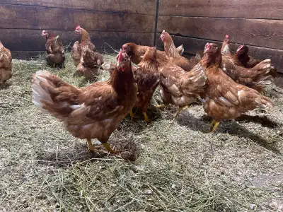 Laying Hens for sale., View more