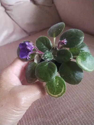 Blooming miniature rare variegated African violet , View more