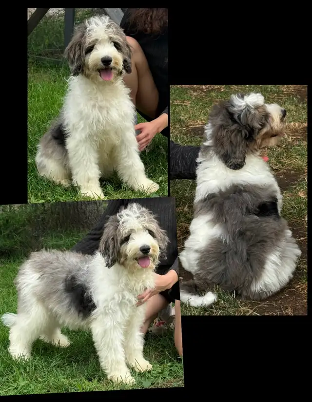 Mini Goldendoodles ~ Mini Bernedoodles ~ Mini Aussiedoodles in Dogs & Puppies for Rehoming in Mississauga / Peel Region - Image 7