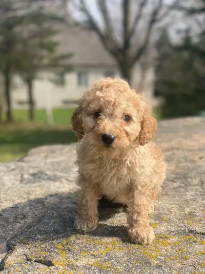 I have one cockapoo male puppy available looking for their forever homes. Puppies adult weight will...