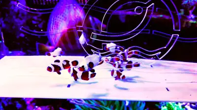 Bunch of designer clownfish available , View more