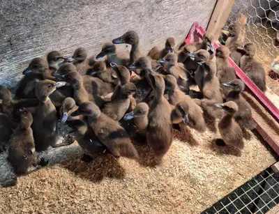 Khaki campbell duckling, View more