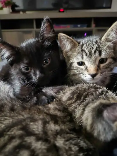 Black kitten and beautiful Striped Tabbys, View more