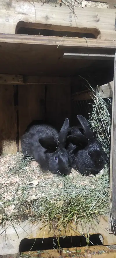 meat Rabbits  for sale - raw Dog food - Mission.BC, View more