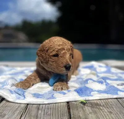 Goldendoodles, Voir plus