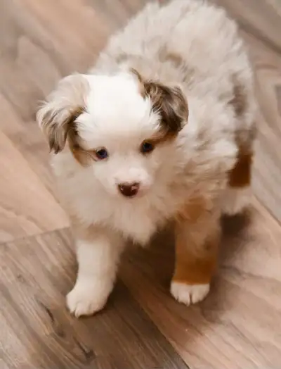 PUREBRED Miniature Australian Shepherds Puppies, View more