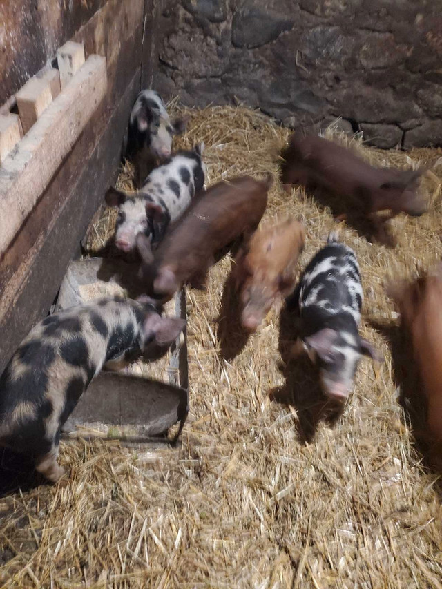 piglets for sale.  in Livestock in Owen Sound - Image 2