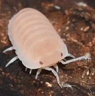 cubaris papaya isopods!, View more