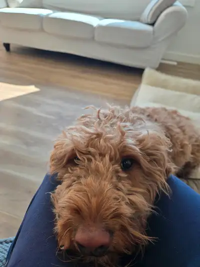 Located in Leduc meet Rex, a smart and loving red goldendoodle. Rex knows all his commands such as s...