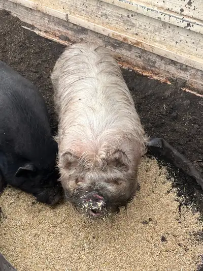 Kune Kune pair, View more