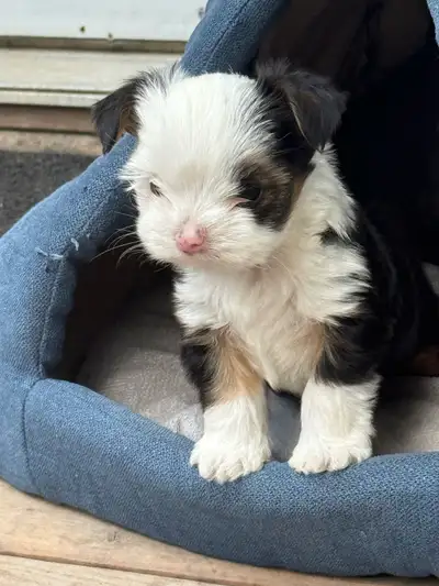 Tiny Male biewer yorkie pup, View more