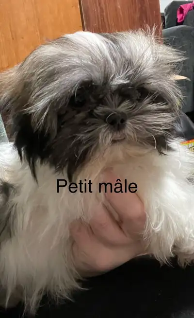 chiots Shihtzu à vendre, View more