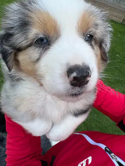 magnifique chiots berger australien pure, View more