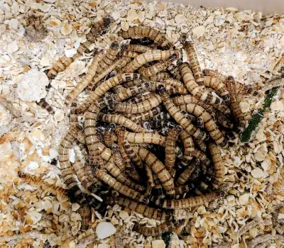 vers - superworms, View more