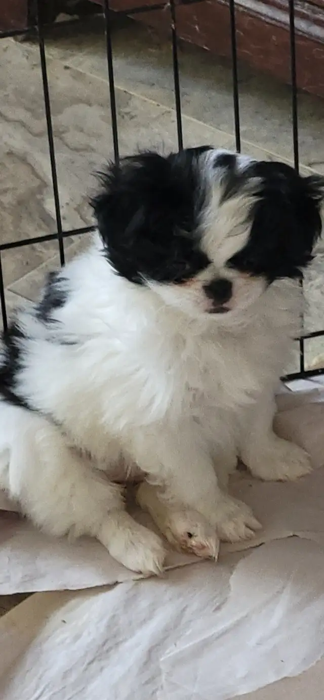 JAPANESE CHIN in Dogs & Puppies for Rehoming in Calgary - Image 5