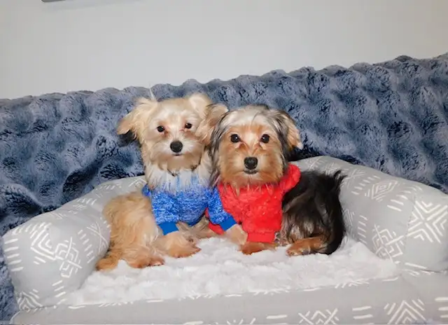 Chiots morkie in Dogs & Puppies for Rehoming in City of Montréal - Image 2