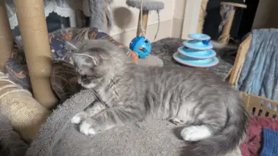 Kittens -Russian Blue & Ragdoll - last boy, View more