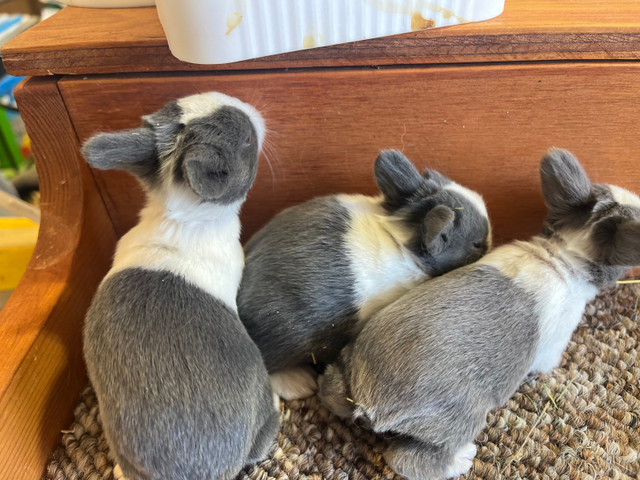 Dutch Rabbits Pet Quality and Pedigreed in Small Animals for Rehoming in Grande Prairie - Image 2
