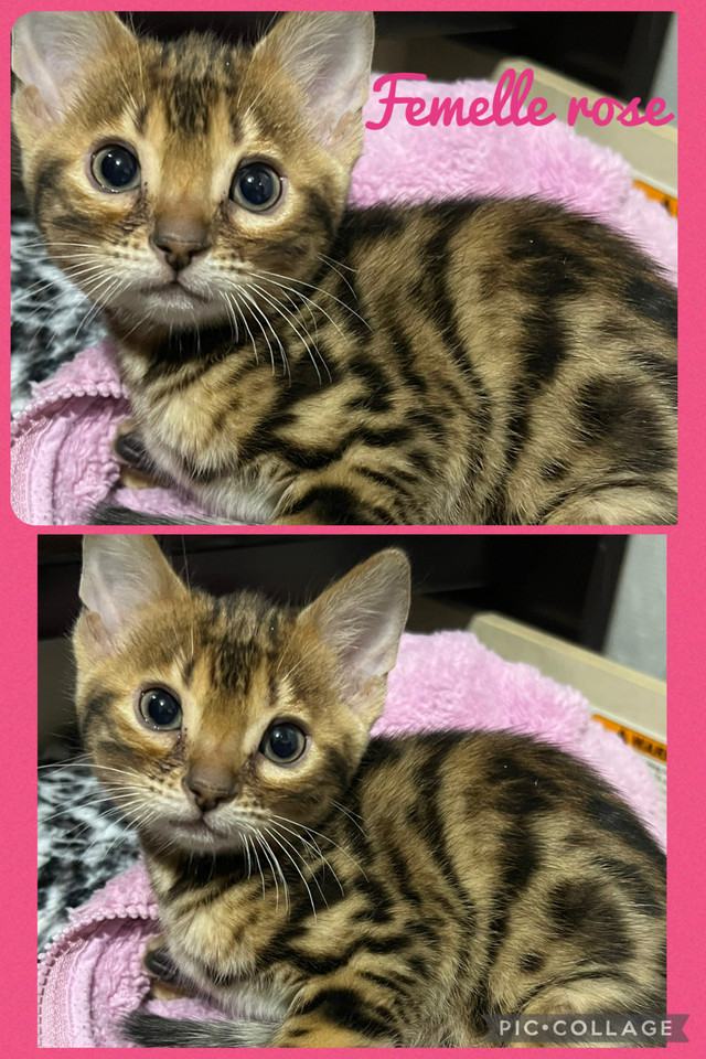 Magnifiques bébés femelles bengal pure race a vendre dans Chats et chatons à adopter  à Laval/Rive Nord