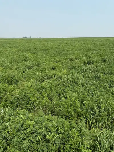 Pre selling first cut will be cut and bale within 3 weeks Alfalfa grass mix will be getting feed tes...