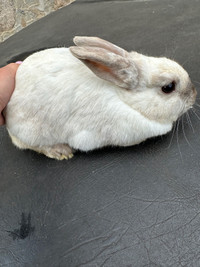 Female rabbit 