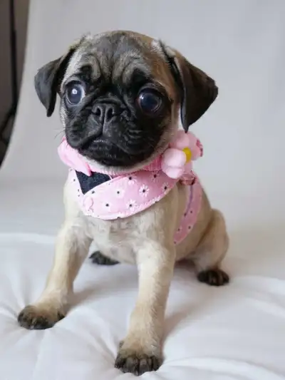 Black and fawn Pug puppies.Vet checked and vaccinated. Best offe, View more