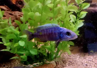 electric blue ahli males 3"-4", View more