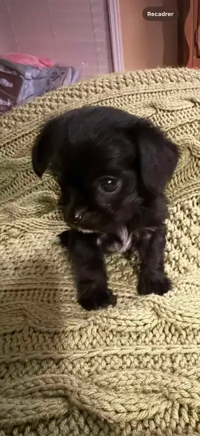 BB yorkshire/chihuahua, View more