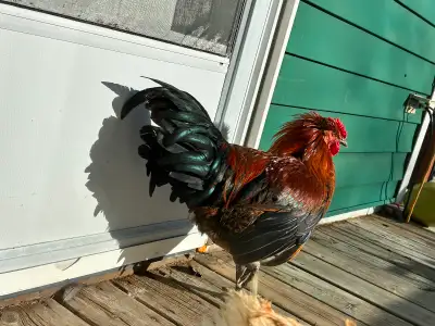10 month old Death layer mix rooster. 50$ OBO