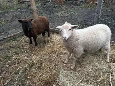 iso ram sheep , View more