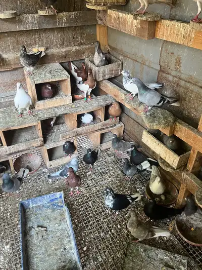 I have a lot of Homer Pigeons that are being sold. I have a variety of types, and if you want someth...