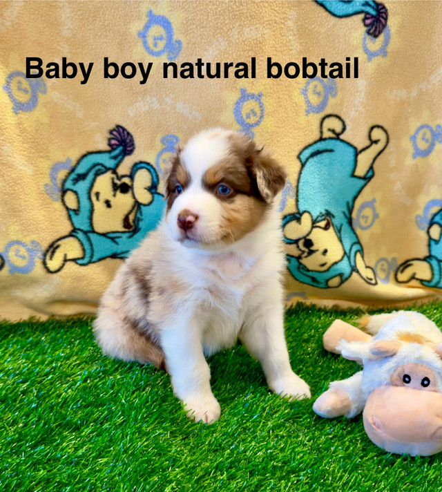 Only 1 baby boys left ! Australian shepherds  in Dogs & Puppies for Rehoming in Leamington