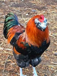 Wanted Purebred Americana Rooster