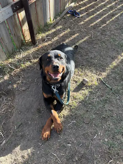 3 year old neutered male Rottweiler. Great with other dogs and people Great on leash and off $300