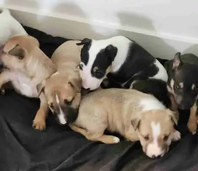 chiots a vendre, View more
