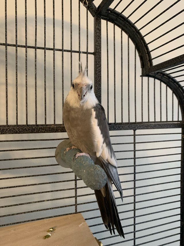 cockatiel couple dans Oiseaux à adopter  à Ville de Montréal - Image 4