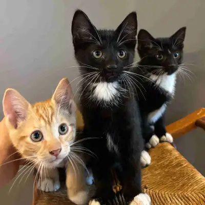 sweet kittens, View more